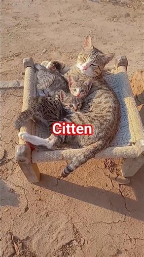 citten🤗🤗#cat #catvideos #viral #viralvideo #shorts