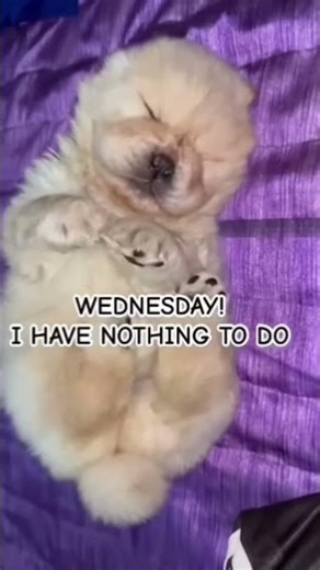 Chow Chow funny moments#funny #chowchow#like#subscribe#support