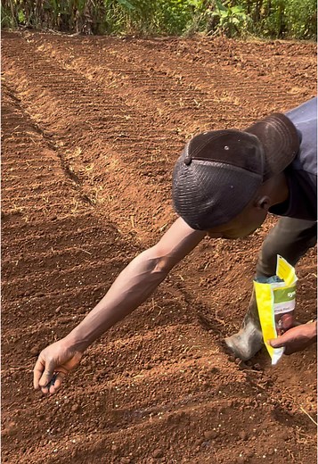 How to Grow Onions from Seeds: A Step-by-Step Guide