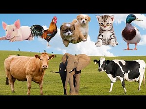 Barnyard Friends: Cow, Goat, Dog, Cat, Duck, Chicken, Pig, Horse, Sheep, Parrot – Funny Farm Moments
