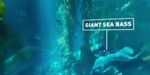 360° Diving Exploration of Kelp Forest Aquarium | BBC Big Blue Live