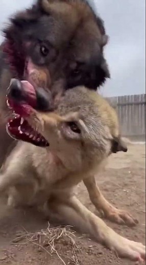 Real Life Werewolf? 🐺 The Look in His Eyes is Terrifying 😱