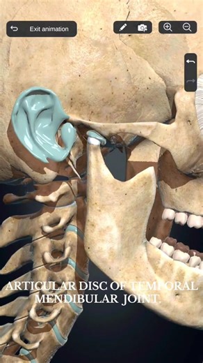 How to work articular disc of temporomandibular joint | Anatomy and physiology #edit #viral #