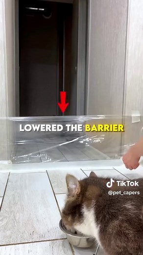 Inspiring Cat Overcomes Down Syndrome Challenges
