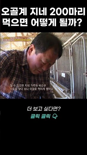 오골계가 지네 200마리 먹으면 어떻게 될까? 충격적인 진실! | 리얼다큐 숨