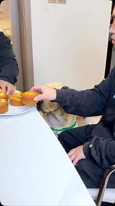 154K views · 1.2K reactions |  #我是羚麟 #拉不拉多 #看我的 | Cheng Ling Lin | Facebook