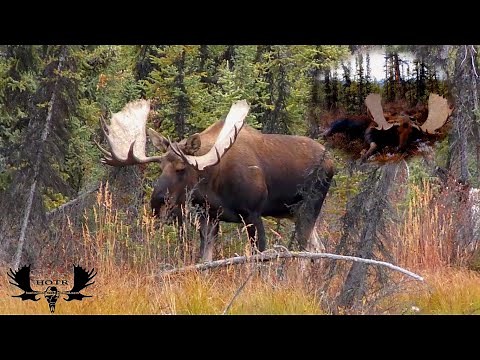 Macmillan Monster, Yukon moose Hunt 2