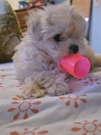 he loves his slinky #dog #pomapoo #puppytiktok #dogsoftiktok #cute | pomapoo dogs