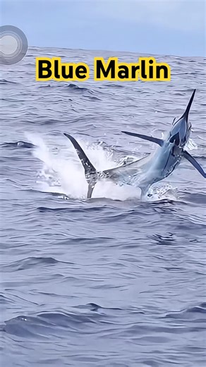 Gorgeous Blue Marlin Launches Out of the Ocean