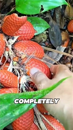 This Rare RED Snake Fruit Exists Only in Kalimantan! 🍇🐍 #snakefruit