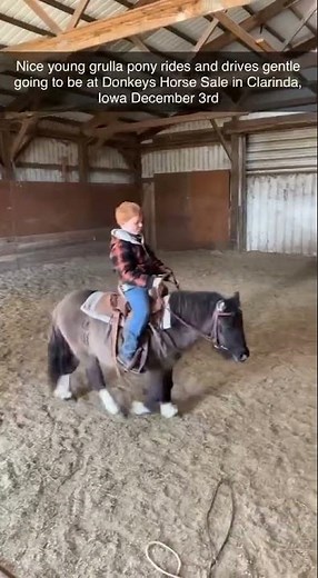 Grulla Miniature Stallion