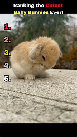 Ranking the Cutest Baby Bunnies Ever! 🐰🥹 #ranking #top10 #funny #bunny #animals