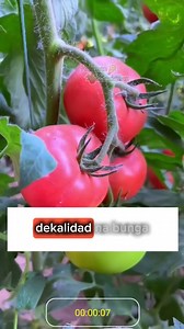 448K views · 7.9K reactions | Problema ba ang fungal infection, viral disease, o bacterial infection at kahit anong tanim mo— sili, pipino, kamatis, sitaw, talong, o iba pa. Subukan mo ang solusyong ito. | Halaman Kaalaman | Facebook