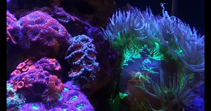 11K views · 578 reactions | Feeding our candybox with AF Plankton Elixir :) | Aquaforest | Facebook