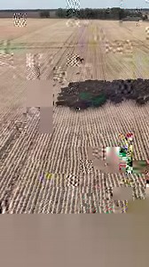 115K views · 3K reactions | A Sneak peek of some of the footage I shot of Advanced Livestock Movement and Management and Precision Working Dogs educating some Arubial Wagyu's | Stock Chick Films | Facebook