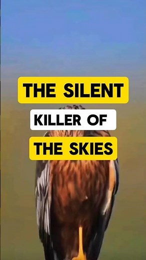 The Hawk: Sky’s Fierce Hunter #hawk #documentary #shorts