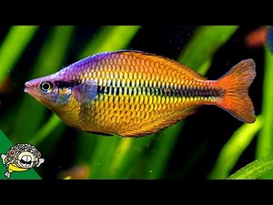 Rainbowfish Fish Room - Gary Lange - Aquarium Co-Op