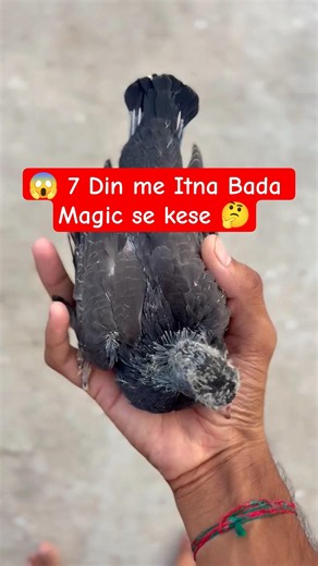 Kabutar Magical Growth😱🕊️#youtube #shorts #pigeon #kabutar #growth #pigeongrowth