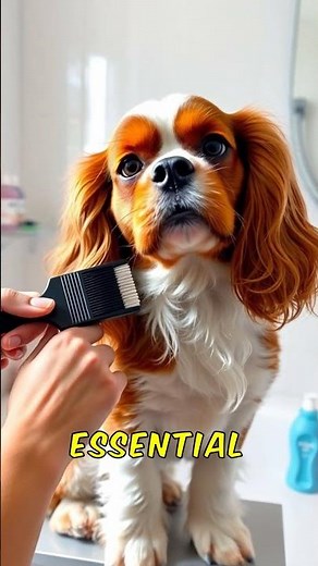 The Hidden Magic of Cavalier King Charles Spaniels