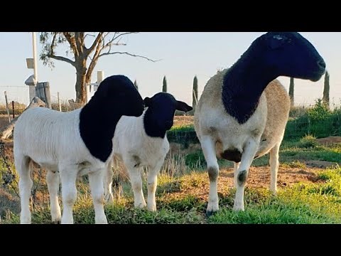 Choose the dorper for your farm