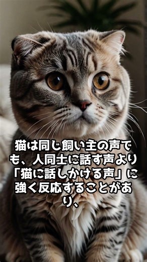 🐾 猫が人の声を区別する能力と好む声の特徴 3つの面白トリビア 🐾 #猫 #猫雑学 #猫あるある #猫の行動 #猫の気持ち