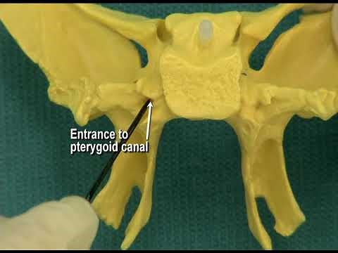 1.14 Step 24. Pterygoid canal and pterygopalatine fossa