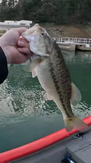 Changed Baits, Got Bit