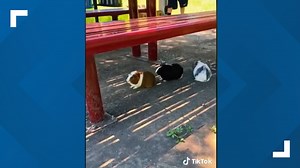 Herd of guinea pigs dumped at local park, viral video shows rescue