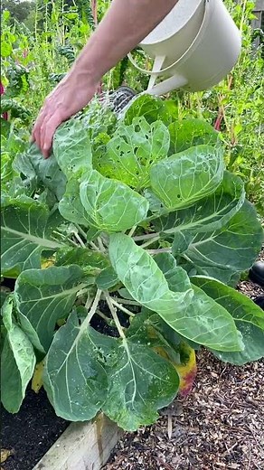 How to Naturally control Caterpillars in Your Garden