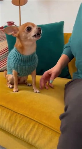 Angry Chihuahua growling on couch