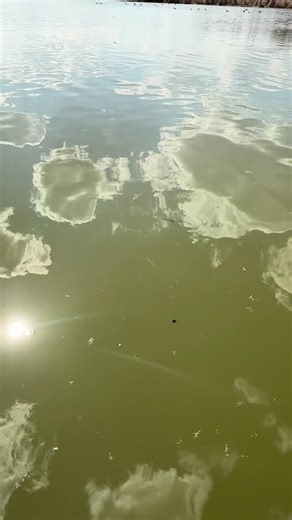 First time seeing a leech swim before while out Paddle boarding. NASTY!