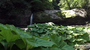Burdock, Plant, Wild Plant