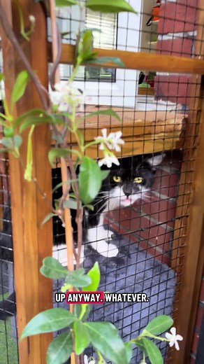 DIY Catio for Cats: Easy Steps to Build a Safe Cat Enclosure