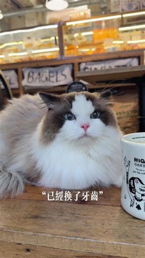 幸好我能碰到你#奶凶布偶猫