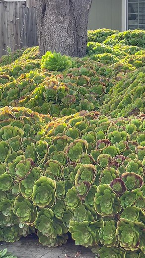 Astonishing Aeonium Succulent House Tour
