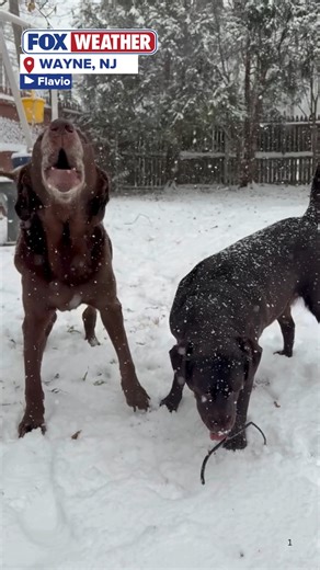 SNOW DATE☃️🐾: These pups in Wayne, NJ, were loving every minute of Saturday’s fresh snowfall as even more snow will fall today in the Northeast. Stay with FOX Weather for live coverage all day long. | FOX Weather