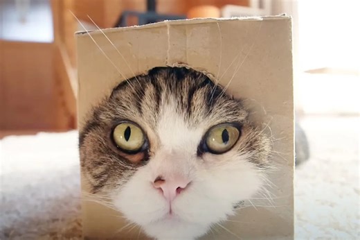 Maru the Box-Loving Cat, Once the Most Viewed Animal on YouTube, Dies at 18