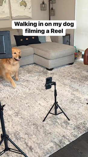 1M views · 109K reactions | This has gone too far! #goldenretriever #dog | Ellie Golden Life | Facebook