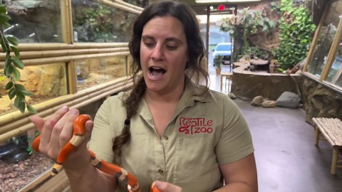 Snakes Come In So Many Different Colors and Sizes