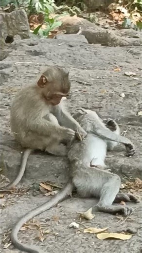 Footage of monkeys at Angkor Wat Temple in Cambodia 1 #Shorts