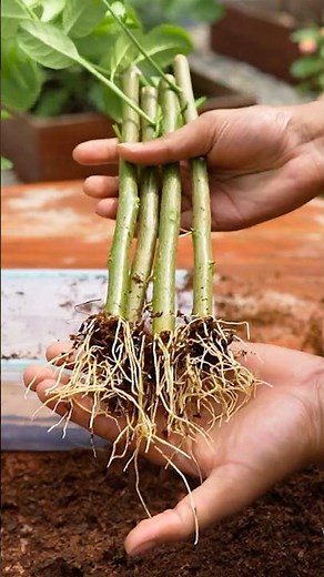 🍋Best Way to Grow Lemon Trees From Cutting with 100% Success!🌱