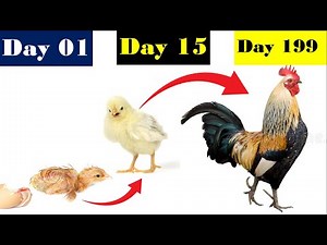 How to Identify Male and Female Chicks | Male & Female Chick grows up | Chick to Hen Transformation