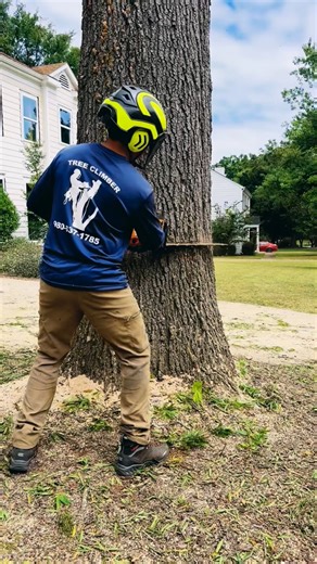 Elmer escalador 🧗‍♂️ 🌲 on Instagram: "#treework #treeremoval"
