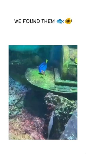 universal__clip__ on Instagram: "The post shares a 12-second clip from Pixar's 2003 film Finding Nemo, depicting Nemo and Dory swimming through a algae-covered shipwreck, with the caption "WE FOUND THEM " playfully nodding to the movie's plot. Posted on 2January 2026 a nature-focused account, it quickly amassed 1,043 likes and 155 reposts, drawing replies that celebrate the characters and marine themes. This animated excerpt highlights real-world ecology like clownfish-anemone symbiosis, blendin