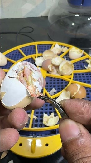 Dramatic Hatch: I Assisted the Last Chick Out of Its Egg