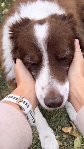 If you’ve got dogs, cats, or other animals at home - do you know what you would do in an emergency? That’s why we created our oxygen kit for pets. The average trip to a vet takes 27 minutes, and in a respiratory emergency that’s a lot of time. Find out why over 10,000 veterinarians use this kit to transport pet safe safely. #vetmed #petlover #pettok #fyp | Pawprint Oxygen