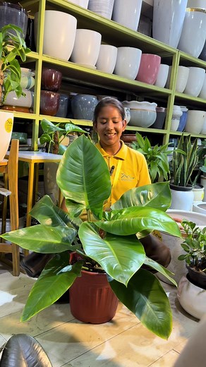 Philodendron Imperial Green: Elegance in Indoor Plants
