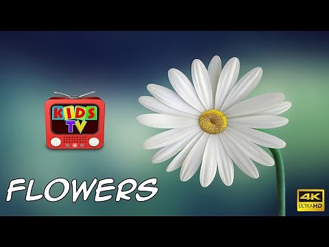 Beautiful Flowers of the World - Names of Different Types of Flowers - Kids Tv