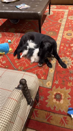 12 reactions · 4 comments |  Big dog, tiny friend  Play between...