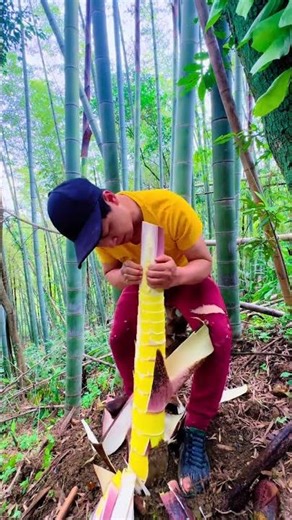#spring Bamboo Shoots #Outdoor #Agricultural Assistance #New Farmer Program #Hot Search#af4df